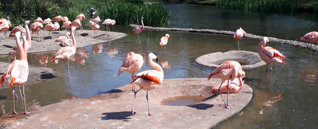 Be a Fuzzy Flamingo in a Flock of Pigeons